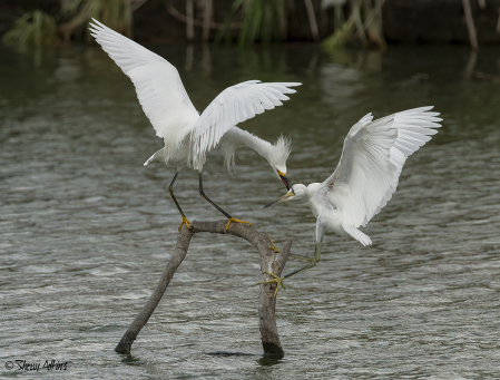 Snowy Egrets