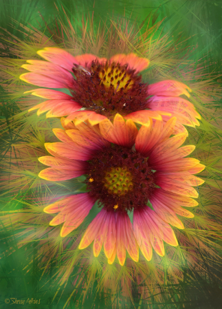 Gaillardia impressions