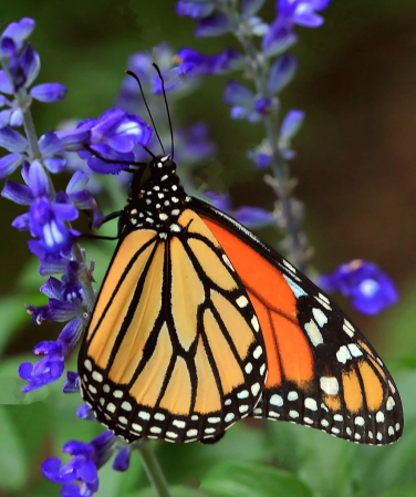 Monarch in Purple