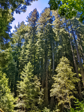 Muir Woods National Park, CA