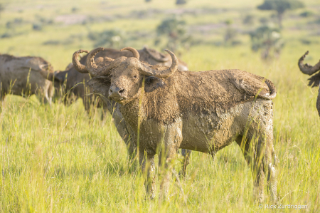 CapeBuffaloDSC_1606