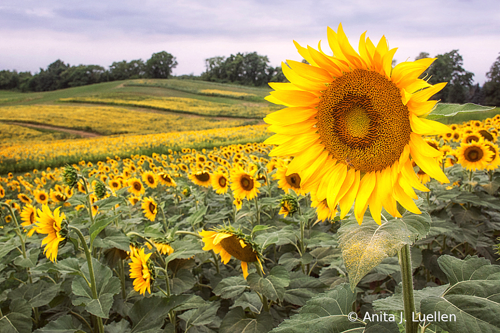 Sunflower Morning