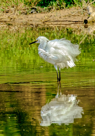 Snowy Egret