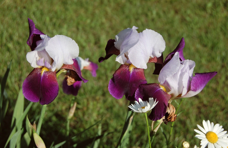 Irises