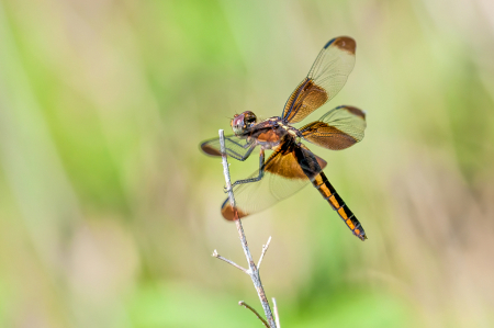 Dragonfly On A Hot Summer Day