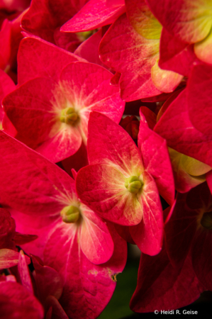 Up Close Hydrangea