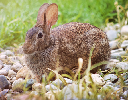 Backyard Bunny