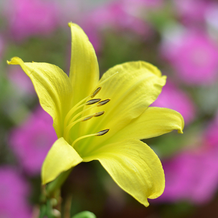 Daylily