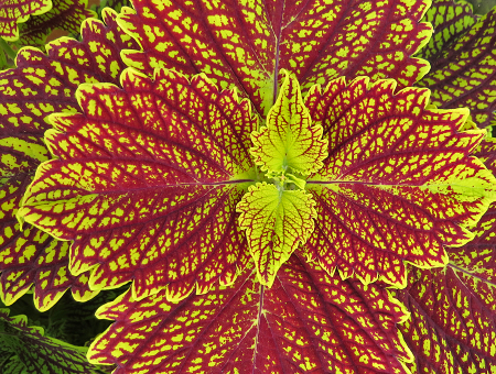 Coleus