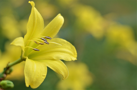 Daylily