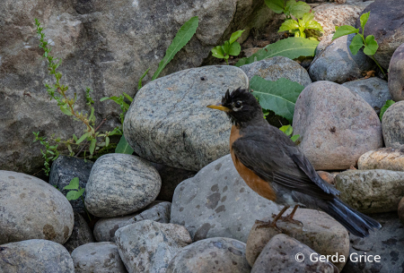 Robin Drying Off After Bathing