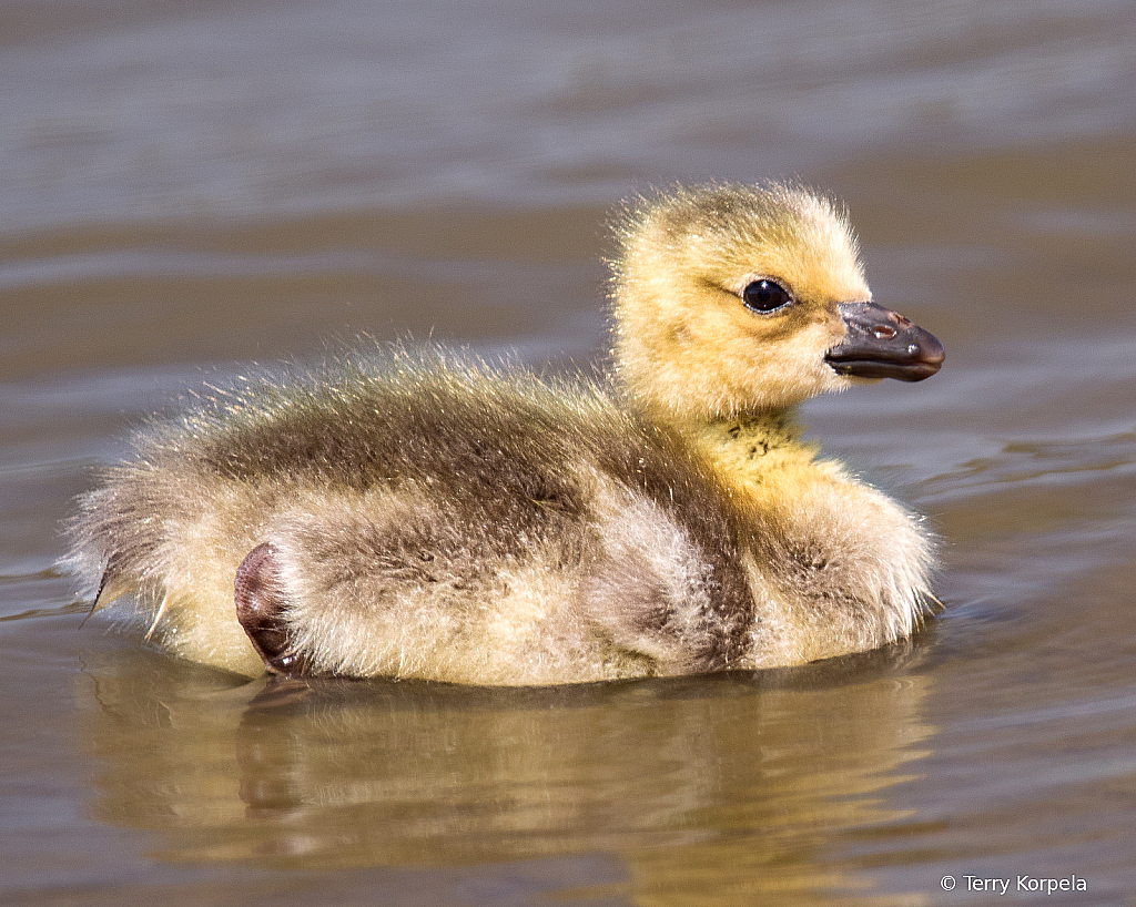 Just Another Happy Honker!!