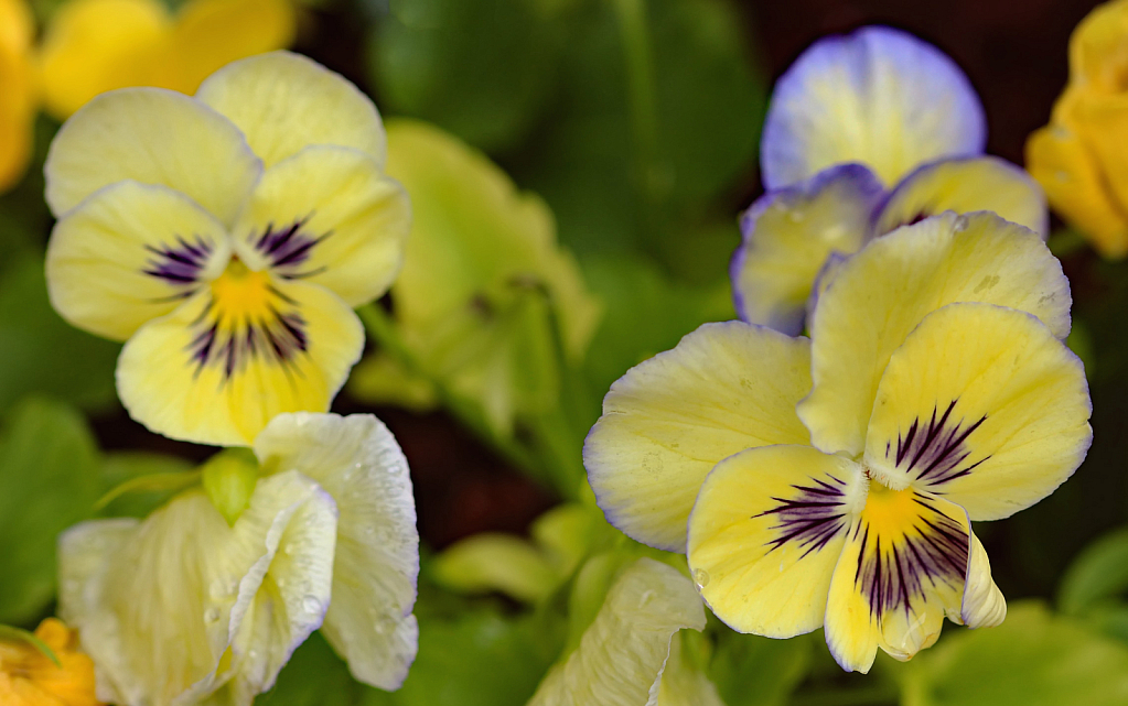 More Pansies