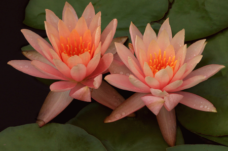 Two Pink Waterlilies