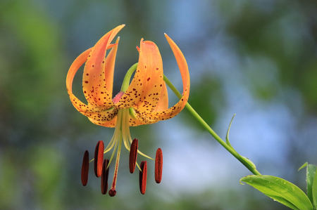 Tiger Lily