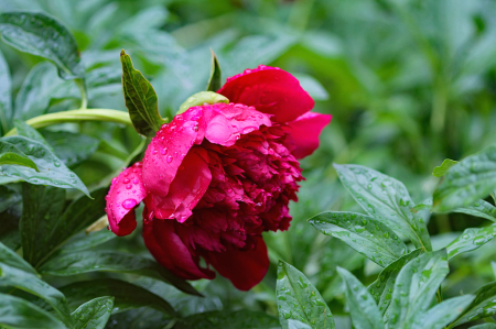 Red Peony