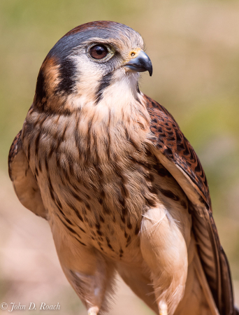 American Kestrel