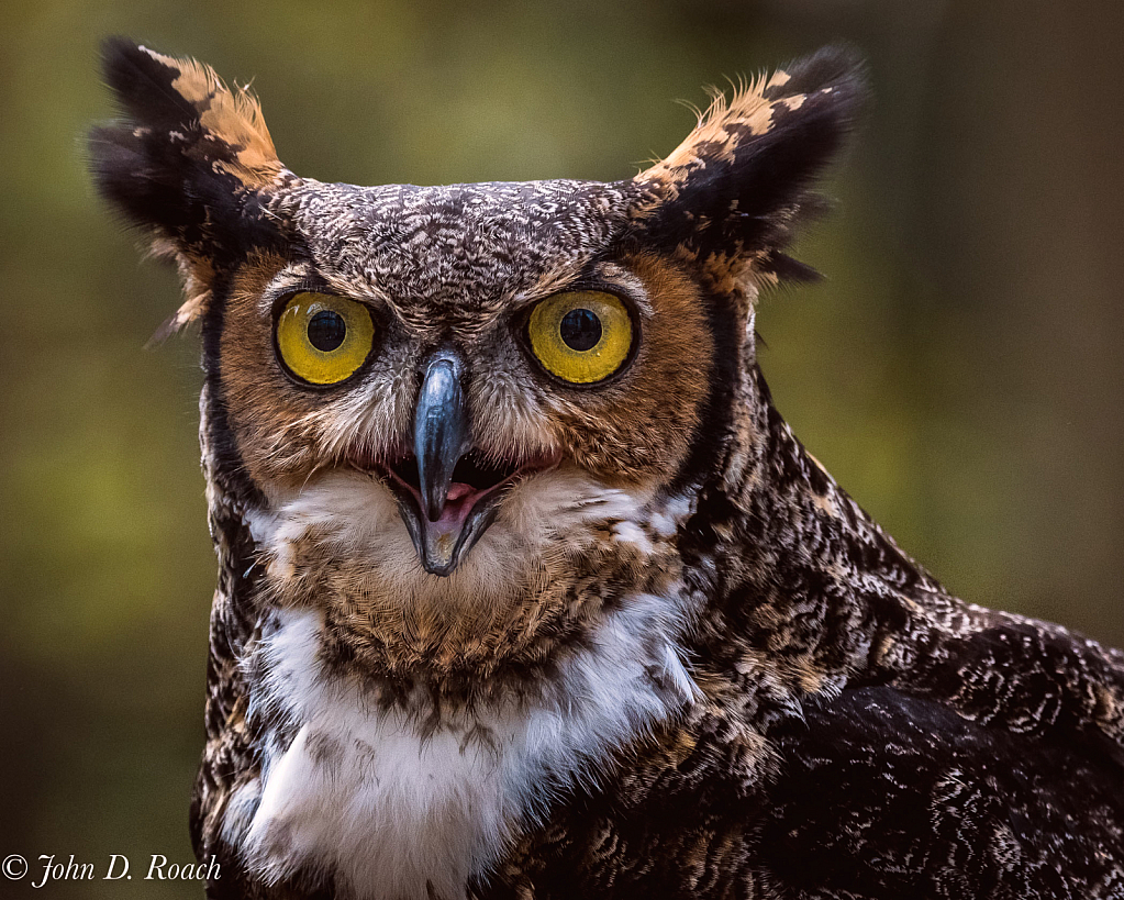 Great Horned Owl - ID: 16013962 © John D. Roach