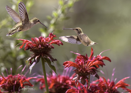 Meet-up at the Bee Balm 