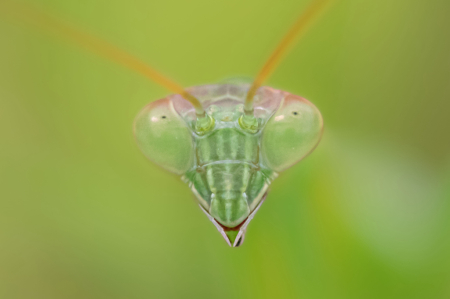 The Praying Mantis