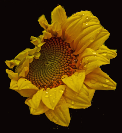 Sunflower in the rain