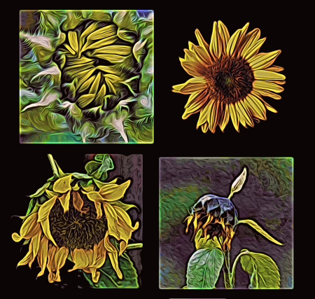 Sunflower phases 