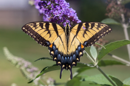 Eastern Tiger Swallowtail (Female)