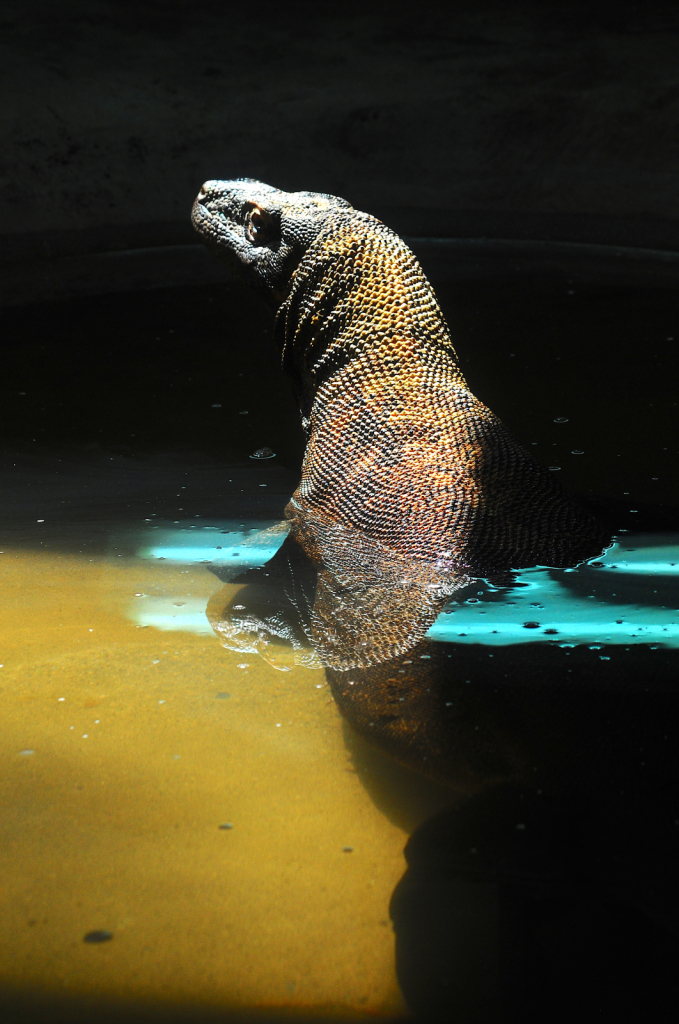 Kimodo dragon having a bath!