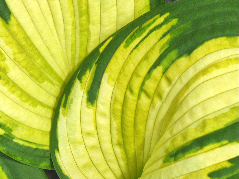 Hosta