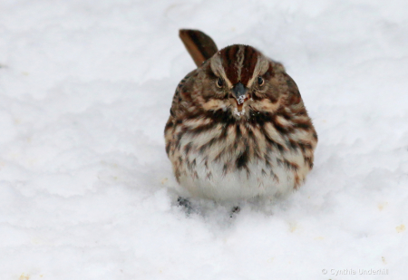 IMG_3951SongSparrow