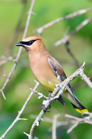 Cedar Waxwing 4