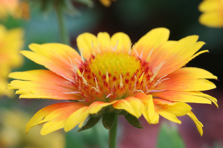 Blanket Flower 2