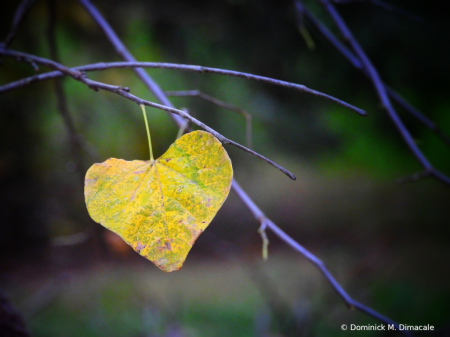 ~ ~ USHERING FALL ~ ~ 