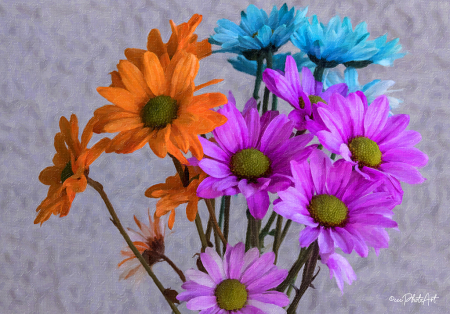 Triple Tone Daisies