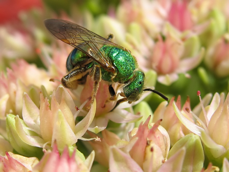 Green Metallic Bee