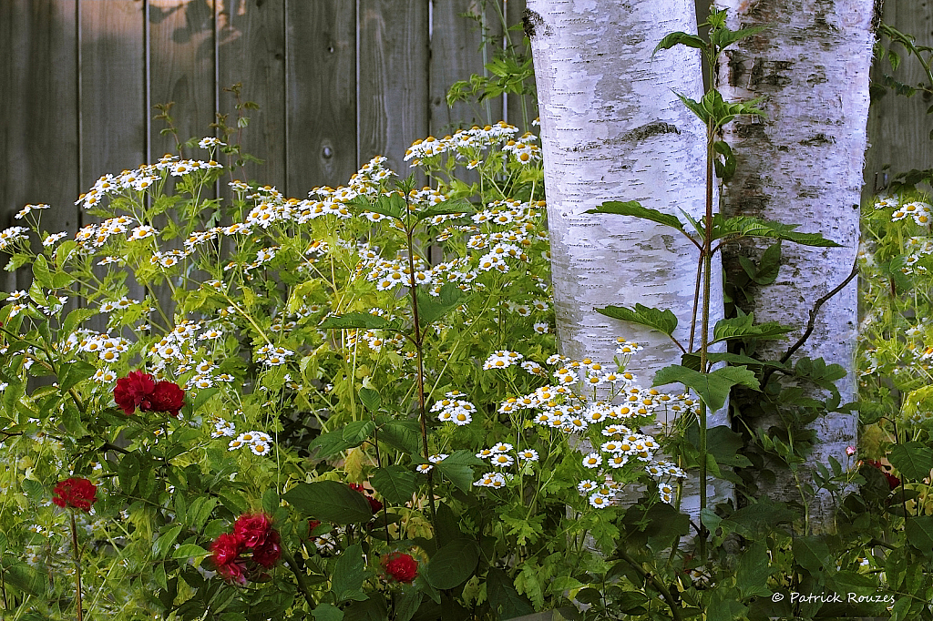 Roses and Daisies