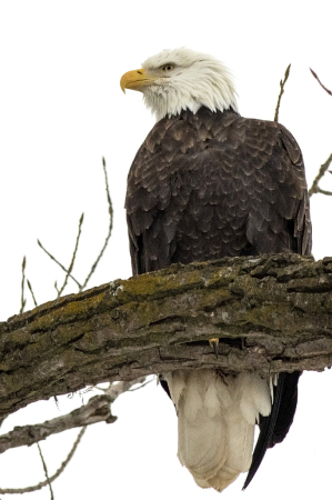 EAGLE PORTRAIT