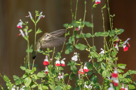 Humming in the Hot Lips