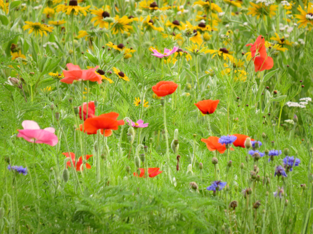 Beautiful Wildflowers