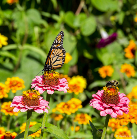 Monarch and Friend