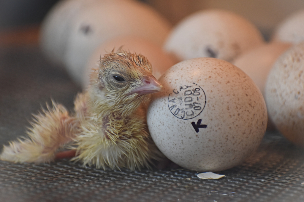 Newly Hatched (at the Ohio State Fair)