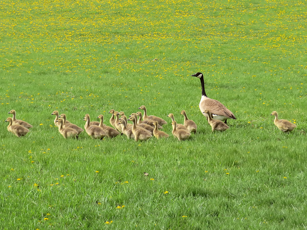 Bumper Crop