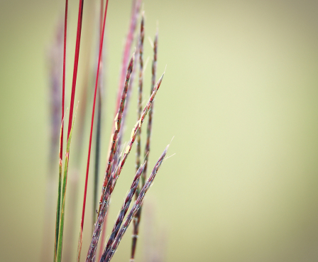 Big Blue Stem Abstract