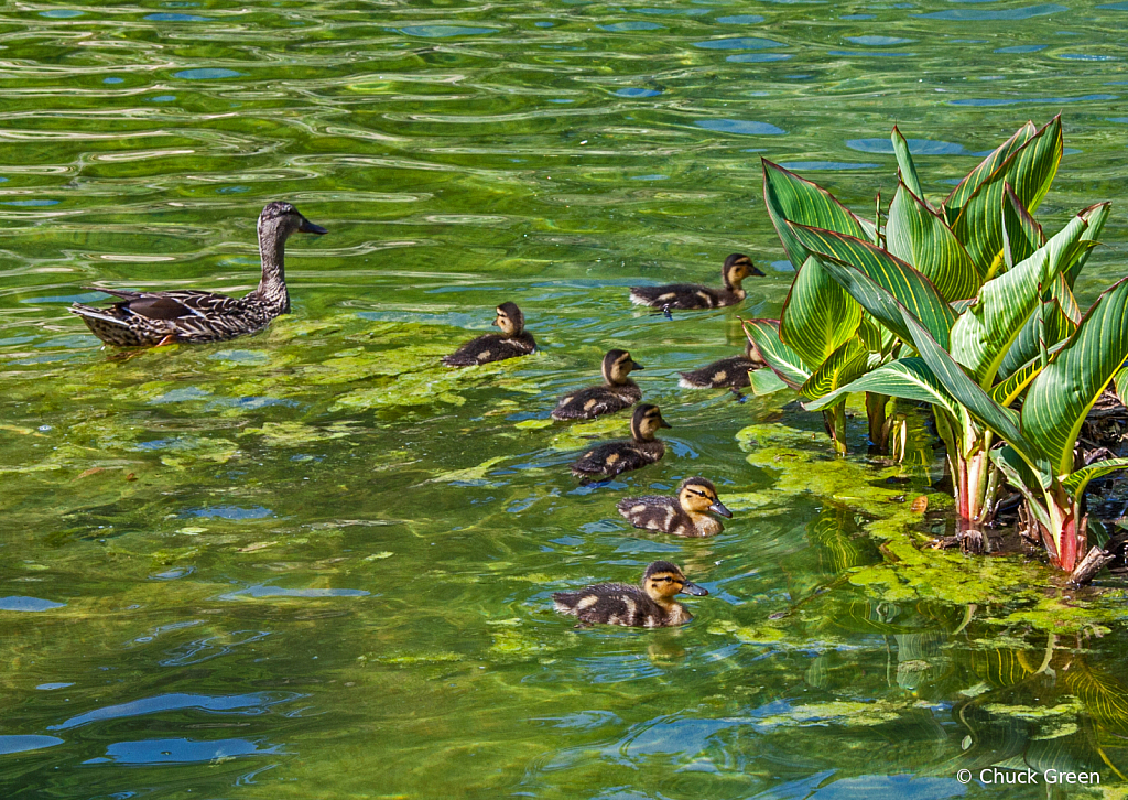 Meet the Mallards!