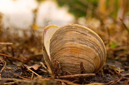 Freshwater Clamshell