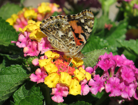 Painted Lady