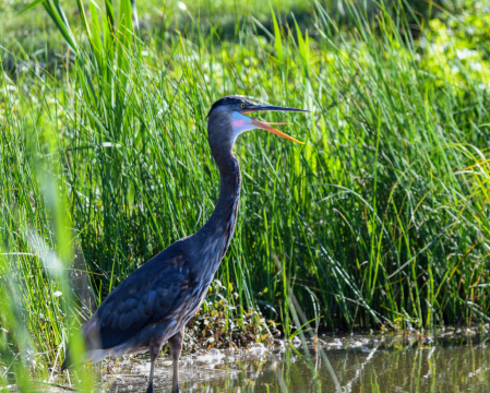 Blue Heron