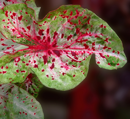 Cool Looking Leaf