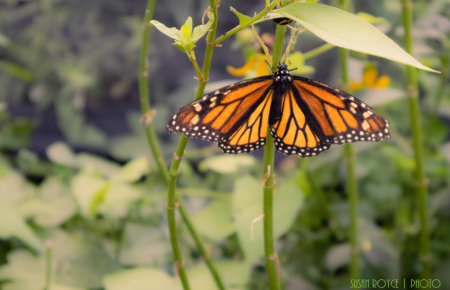 Monarch Beauty