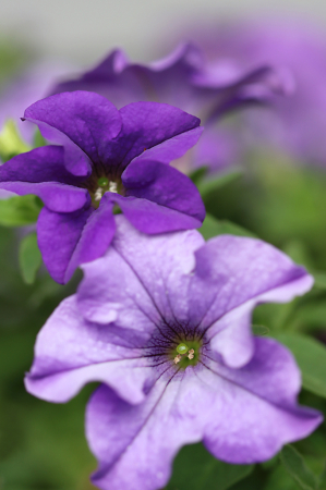 Purple Petunias